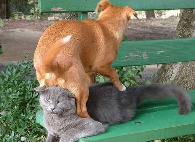 20 Hilarious Photos Proving Dogs Are Ultimate Scoundrels