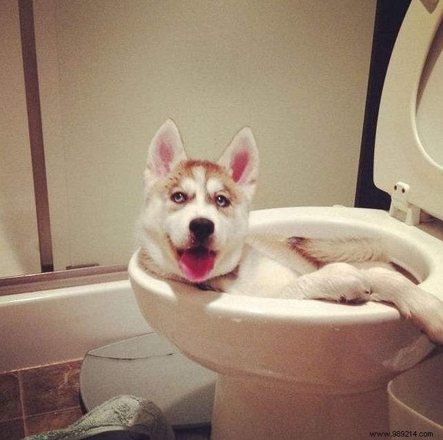 20 Hilarious Photos Proving Dogs Are Ultimate Scoundrels