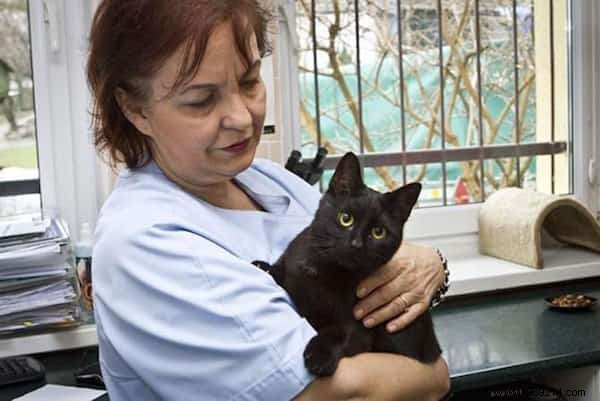 Lucifer: The Remarkable Nursing Cat Comforting Sick Shelter Animals