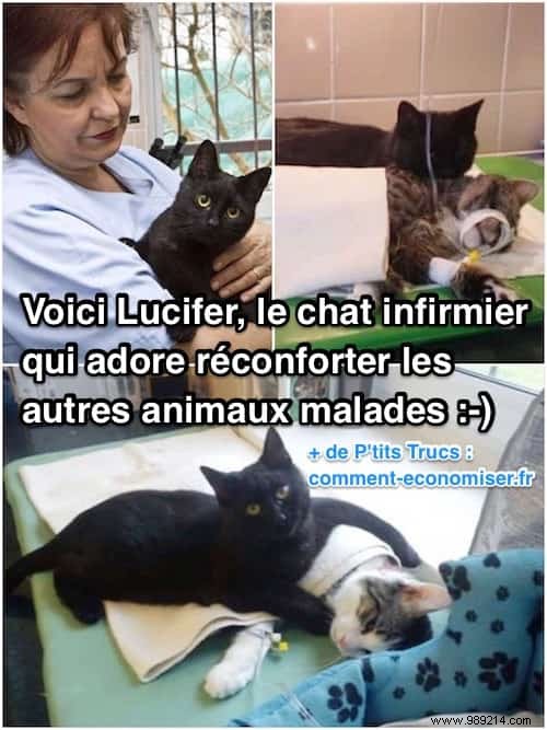 Lucifer: The Remarkable Nursing Cat Comforting Sick Shelter Animals
