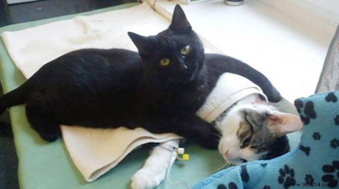 Lucifer: The Remarkable Nursing Cat Comforting Sick Shelter Animals