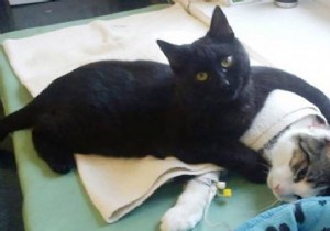 Lucifer: The Remarkable Nursing Cat Comforting Sick Shelter Animals