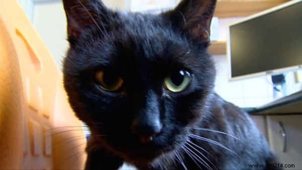 Lucifer: The Remarkable Nursing Cat Comforting Sick Shelter Animals