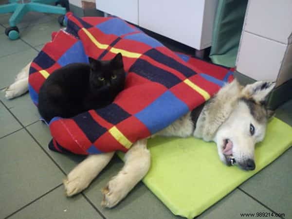 Lucifer: The Remarkable Nursing Cat Comforting Sick Shelter Animals