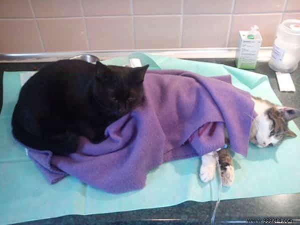 Lucifer: The Remarkable Nursing Cat Comforting Sick Shelter Animals