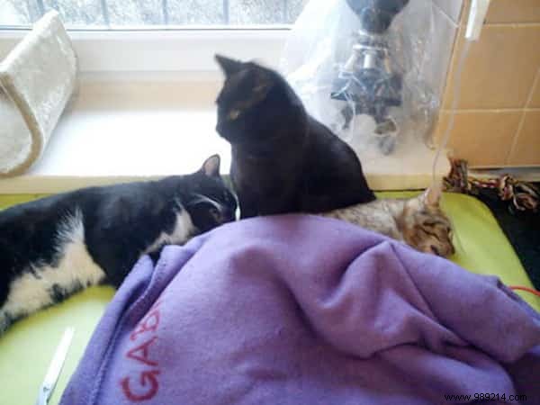 Lucifer: The Remarkable Nursing Cat Comforting Sick Shelter Animals