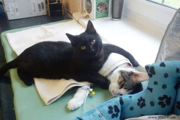 Lucifer: The Remarkable Nursing Cat Comforting Sick Shelter Animals