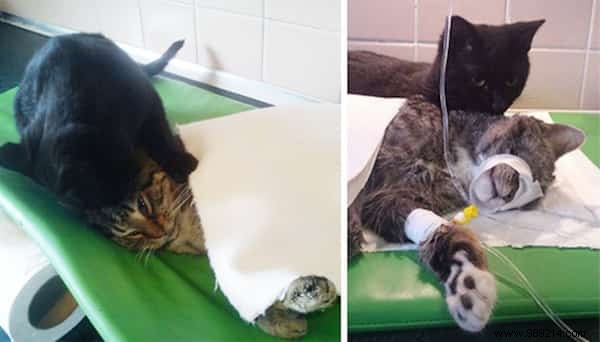 Lucifer: The Remarkable Nursing Cat Comforting Sick Shelter Animals