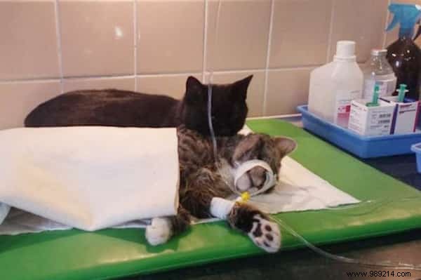 Lucifer: The Remarkable Nursing Cat Comforting Sick Shelter Animals