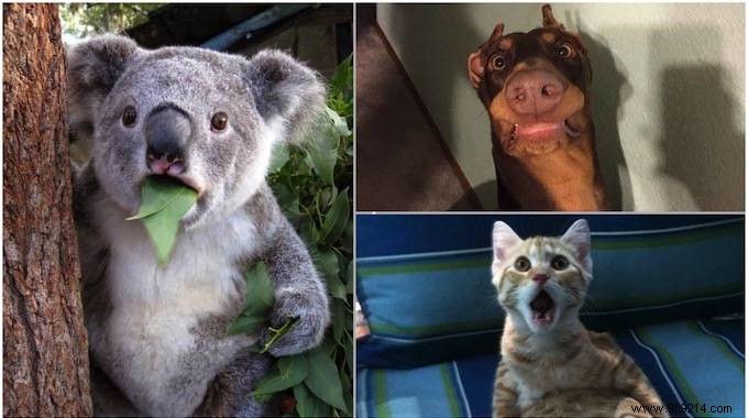 15 Hilarious Photos of Animals Caught in Pure Shock