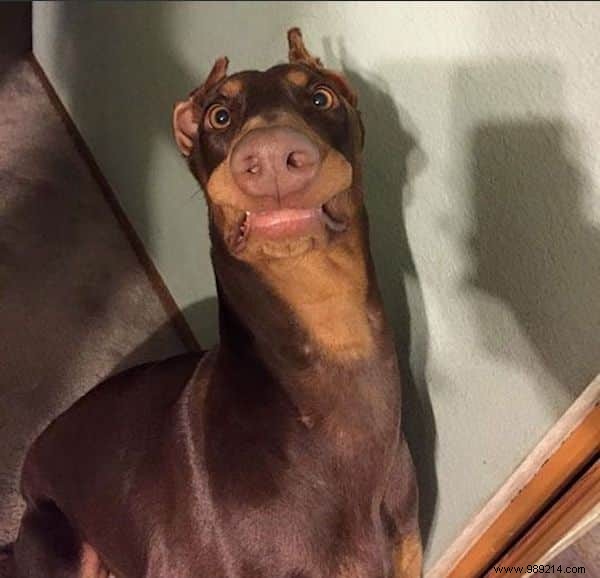 15 Hilarious Photos of Animals Caught in Pure Shock