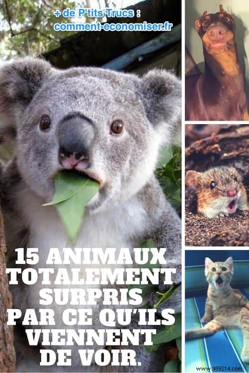 15 Hilarious Photos of Animals Caught in Pure Shock