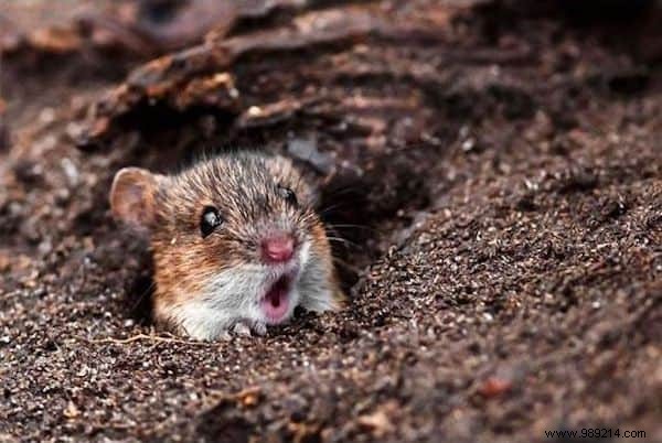 15 Hilarious Photos of Animals Caught in Pure Shock