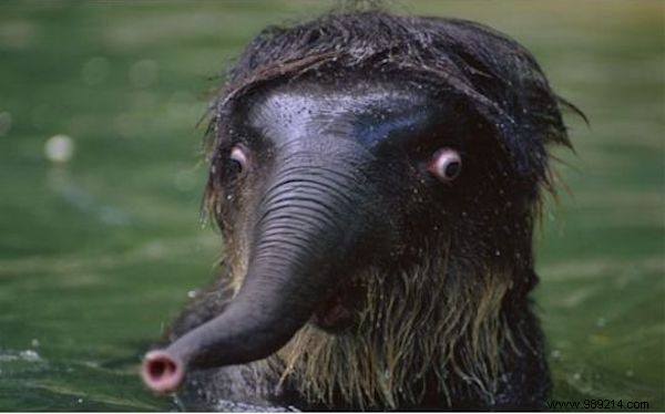 15 Hilarious Photos of Animals Caught in Pure Shock