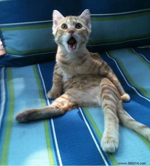 15 Hilarious Photos of Animals Caught in Pure Shock