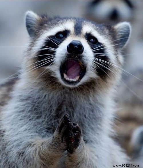 15 Hilarious Photos of Animals Caught in Pure Shock