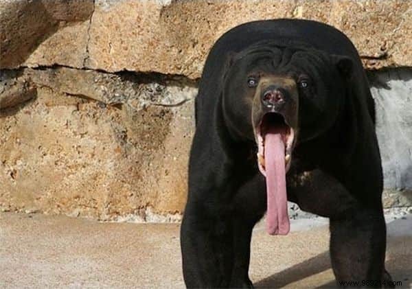 15 Hilarious Photos of Animals Caught in Pure Shock