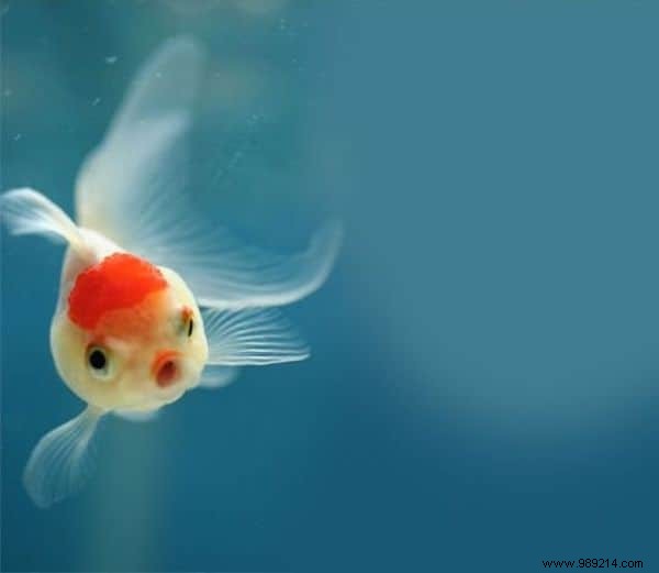 15 Hilarious Photos of Animals Caught in Pure Shock