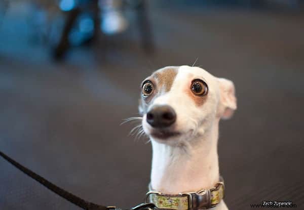 15 Hilarious Photos of Animals Caught in Pure Shock