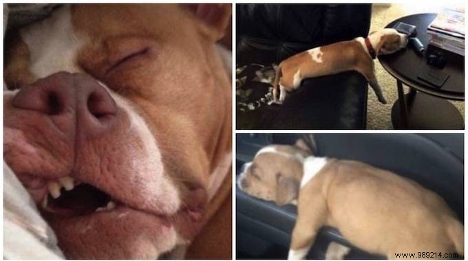 22 Adorable Dogs Exhausted After a Tough Day: Hilarious Sleepy Photos