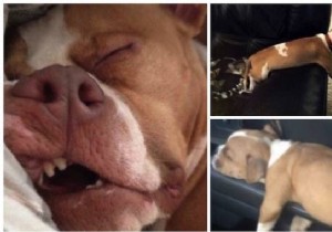 22 Adorable Dogs Exhausted After a Tough Day: Hilarious Sleepy Photos
