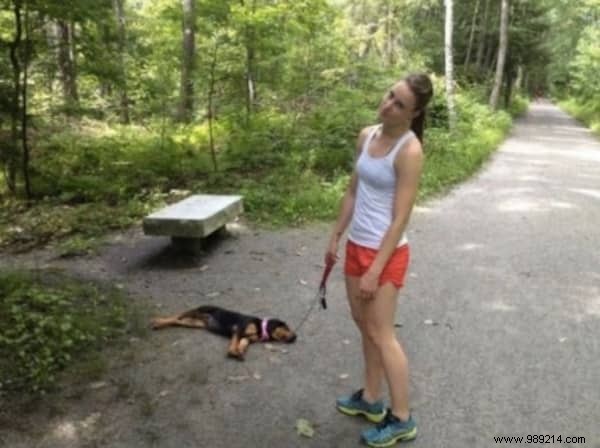 22 Adorable Dogs Exhausted After a Tough Day: Hilarious Sleepy Photos