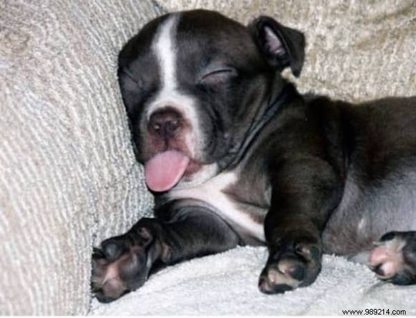 22 Adorable Dogs Exhausted After a Tough Day: Hilarious Sleepy Photos