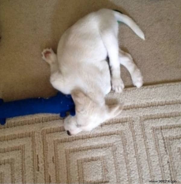 22 Adorable Dogs Exhausted After a Tough Day: Hilarious Sleepy Photos