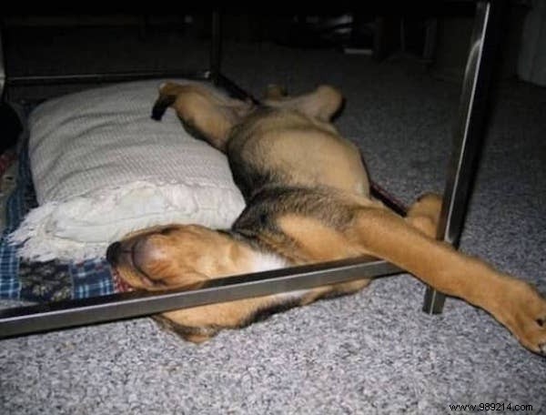 22 Adorable Dogs Exhausted After a Tough Day: Hilarious Sleepy Photos