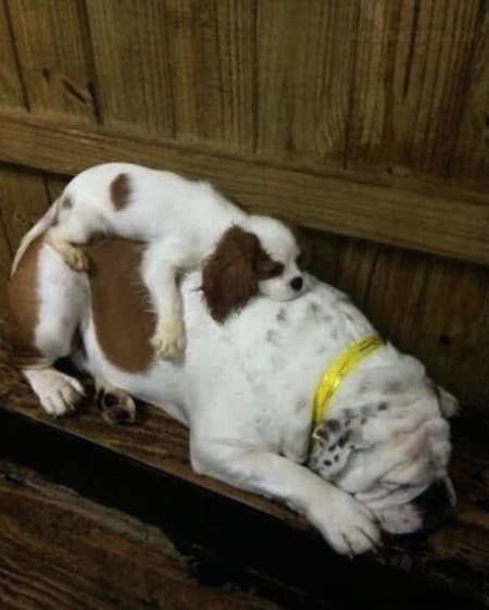 22 Adorable Dogs Exhausted After a Tough Day: Hilarious Sleepy Photos