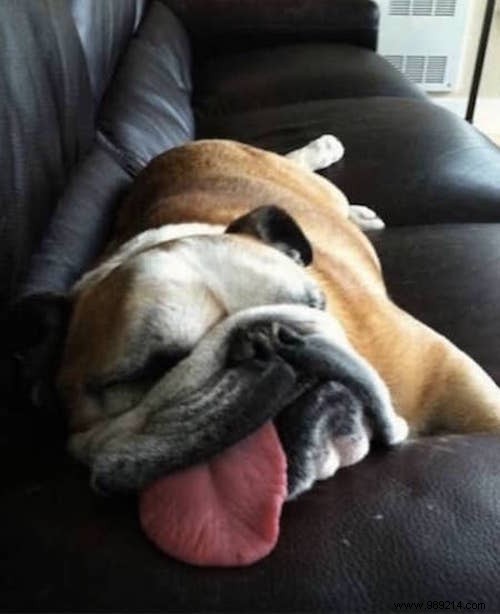 22 Adorable Dogs Exhausted After a Tough Day: Hilarious Sleepy Photos
