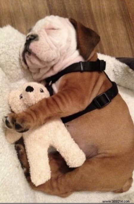 22 Adorable Dogs Exhausted After a Tough Day: Hilarious Sleepy Photos