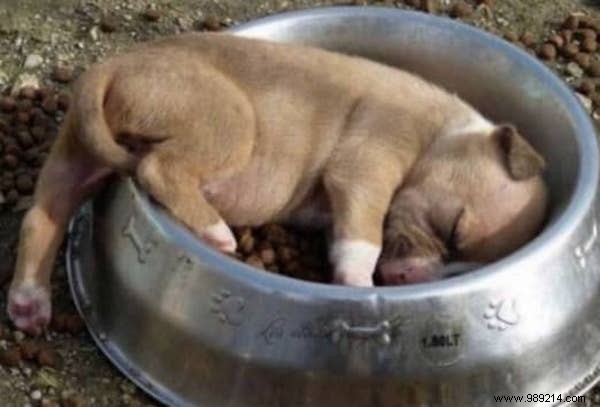 22 Adorable Dogs Exhausted After a Tough Day: Hilarious Sleepy Photos