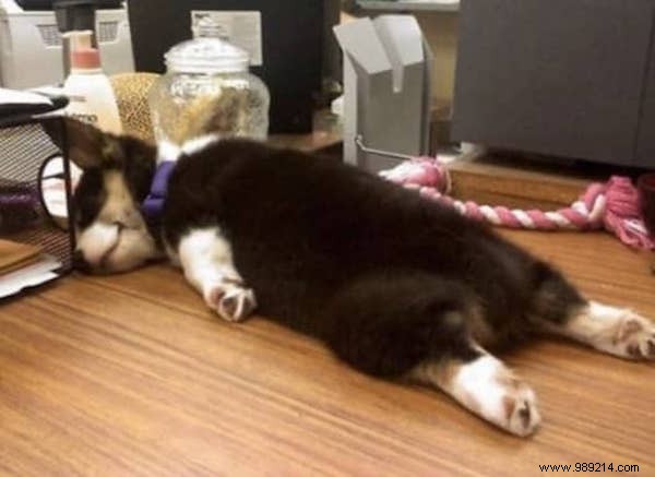 22 Adorable Dogs Exhausted After a Tough Day: Hilarious Sleepy Photos
