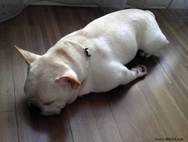 22 Adorable Dogs Exhausted After a Tough Day: Hilarious Sleepy Photos