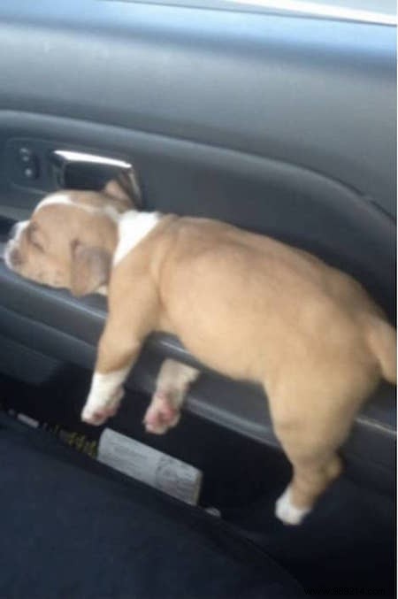 22 Adorable Dogs Exhausted After a Tough Day: Hilarious Sleepy Photos
