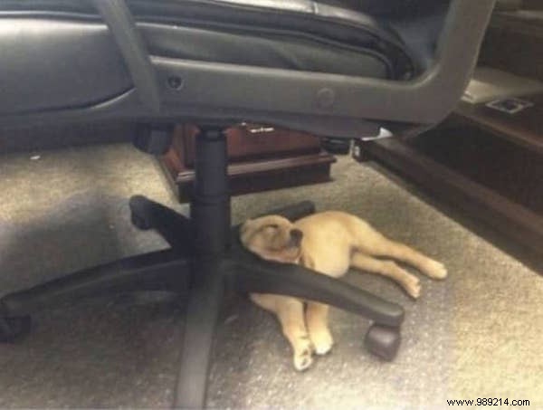 22 Adorable Dogs Exhausted After a Tough Day: Hilarious Sleepy Photos