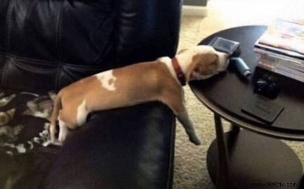 22 Adorable Dogs Exhausted After a Tough Day: Hilarious Sleepy Photos