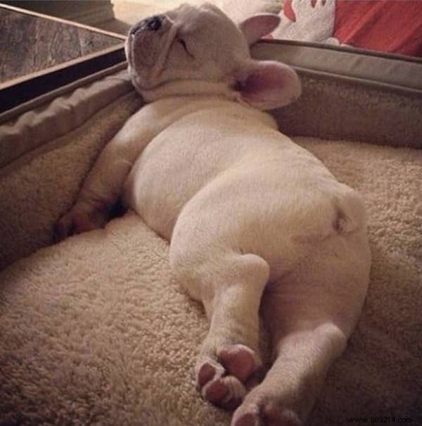 22 Adorable Dogs Exhausted After a Tough Day: Hilarious Sleepy Photos