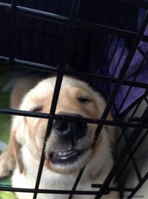 22 Adorable Dogs Exhausted After a Tough Day: Hilarious Sleepy Photos