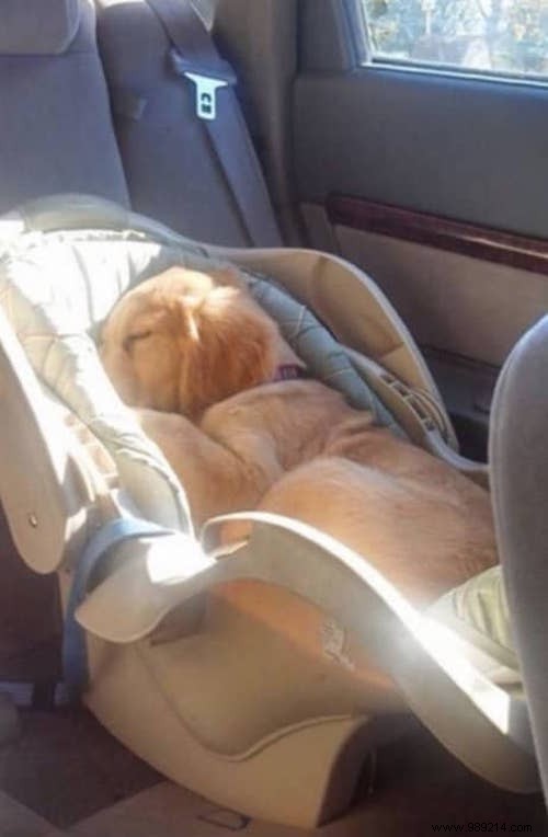 22 Adorable Dogs Exhausted After a Tough Day: Hilarious Sleepy Photos