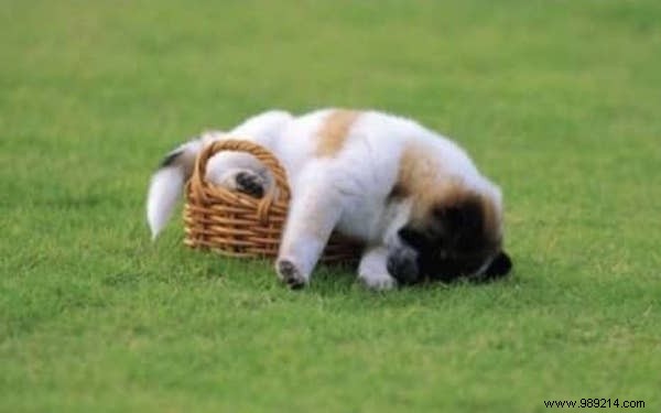 22 Adorable Dogs Exhausted After a Tough Day: Hilarious Sleepy Photos