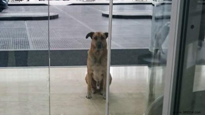 Heartwarming Bond: Stray Dog Waits 6 Months for Flight Attendant Outside Her Buenos Aires Hotel