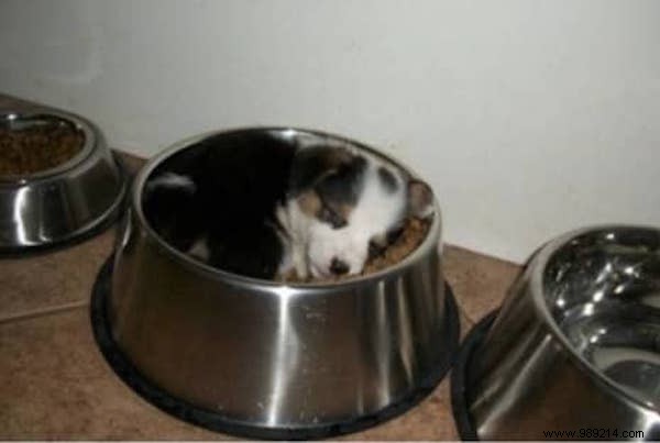 22 Adorable Dogs Exhausted After a Tough Day: Hilarious Sleepy Photos