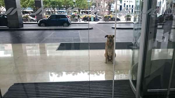 Heartwarming Bond: Stray Dog Waits 6 Months for Flight Attendant Outside Her Buenos Aires Hotel