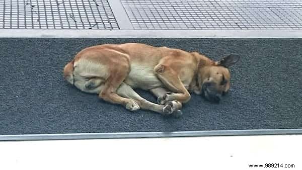 Heartwarming Bond: Stray Dog Waits 6 Months for Flight Attendant Outside Her Buenos Aires Hotel