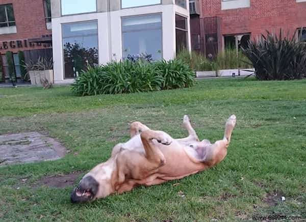 Heartwarming Bond: Stray Dog Waits 6 Months for Flight Attendant Outside Her Buenos Aires Hotel