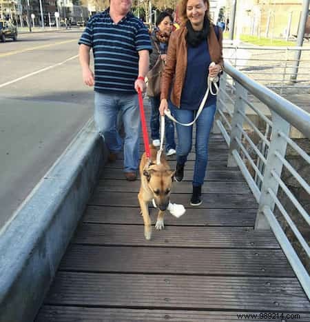 Heartwarming Bond: Stray Dog Waits 6 Months for Flight Attendant Outside Her Buenos Aires Hotel