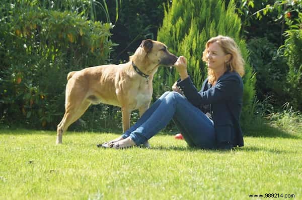 Heartwarming Bond: Stray Dog Waits 6 Months for Flight Attendant Outside Her Buenos Aires Hotel