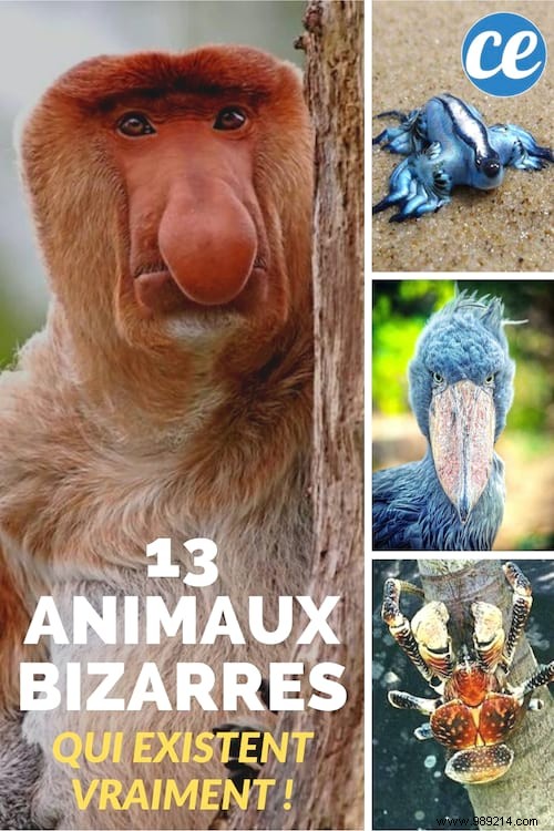 13 Astonishing Real Animals That Look Like They Belong in a Fantasy World